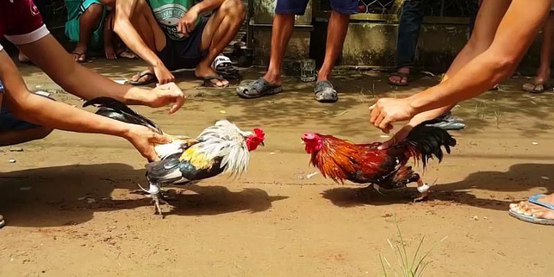Đa dạng chương trình khuyến mãi tại đá gà FB88