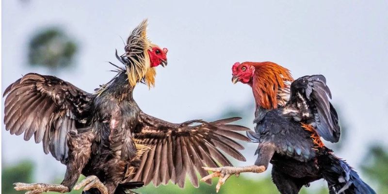 Những lưu ý khi tham gia chơi cá cược tại đá gà FB88